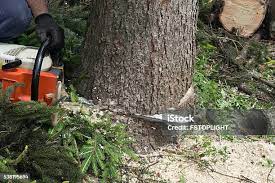 Best Hedge Trimming  in Greenfield, OH